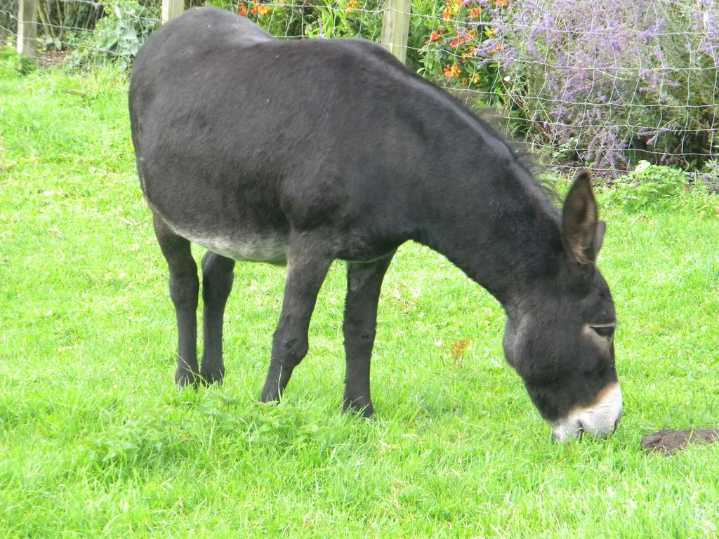 Petrus Wittebrood Hoeve Dikkelvenne Екстериор снимка