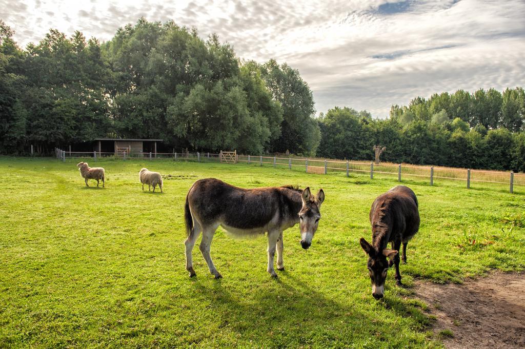 Petrus Wittebrood Hoeve Dikkelvenne Екстериор снимка